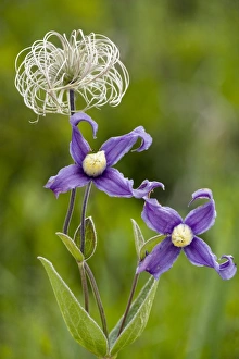 Wildflower Photography UK Drucke: Clematis integrifolia