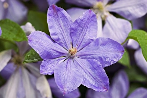 Clematis Flower Drucke: Clematis Mrs Cholmondoley