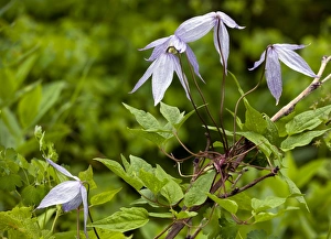 Blue Clematis Drucke: Clematis occidentalis