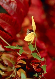 Autumn Plants Drucke: Clematis orientalis Bill Mackenzie