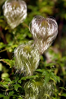 Clematis orientalis Bill MacKenzie