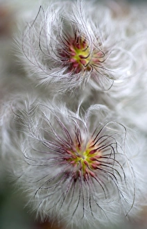 Botanical Garden Images Drucke: Clematis serratifolia
