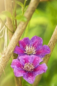 Clematis Flowers Drucke: Clematis sp