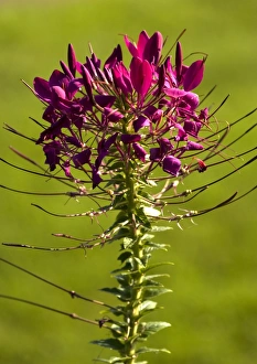 Cleome Spinosa Drucke: Cleome spinosa