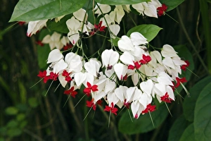 Ornamental Tropical Plants Drucke: Clerodendrum thomsoniae