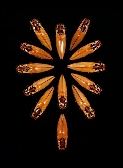 Amazon Basin Insects Drucke: Click beetles