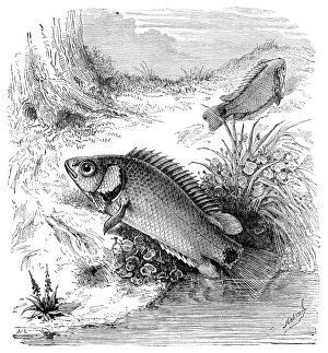 Tropical Aquarium Fish Drucke: Climbing perch
