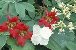 Perennial Garden Flowers Drucke: Climbing plants