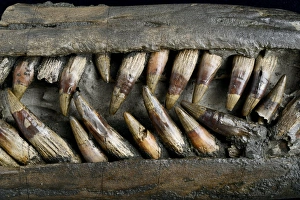 Lyme Regis Fossils Drucke: Close up of Ichthyosaur snout