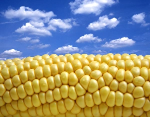 Corn Plant Drucke: Maize