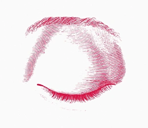 Anatomy Of The Human Eye Drucke: Closed eye