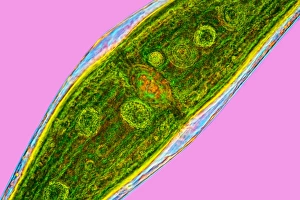 Light Microscopy Images Drucke: Closterium desmid, light micrograph C016 / 8608