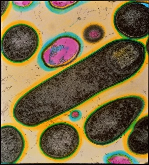Food Poisoning Causes Drucke: Clostridium bacteria