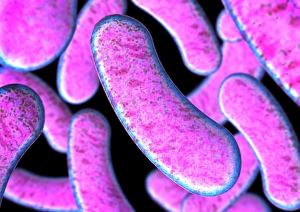 Drucke von Clostridium botulinum-Bakterien, Computerkunst. Diese gram-positive Stäbchenbakterie verursacht die Krankheit Botulismus, eine Art von Lebensmittelvergiftung Bilder Datiert 2007 Februar: Clostridium botulinum Bakterien