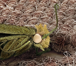 Coloured SEM Micrograph Drucke: Clothes moth on cotton