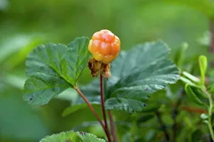 Drucke von Klarnbär Obst (Rubus chamaemorus) Botanische Drucke: Klarnike (Rubus chamaemorus)