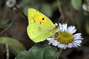 Butterfly Eating Flowers Drucke: Clouded yellow butterfly