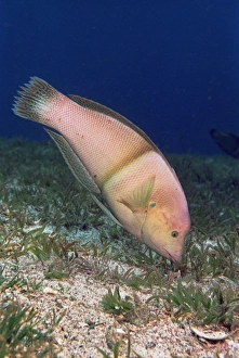Underwater Marine Life Photos Drucke: Clown coris