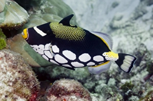 Andaman Sea Marine Life Drucke: Clown triggerfish C014 / 2946