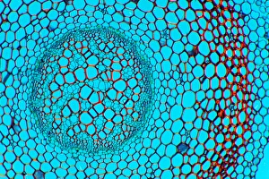 Polarised Light Microscopy Images Drucke: Clubmoss stem, light micrograph
