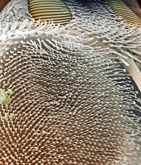 Scanning Electron Microscopy Images Drucke: Cluster fly foot, SEM