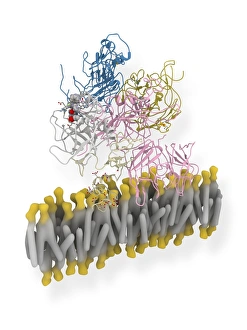 Koagulationsfaktorkomplexmolekül C014/0409
