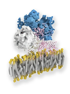 Koagulationsfaktorkomplexmolekül C014/0410