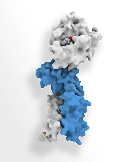 Koagulationsfaktorkomplexmolekül C014/0585
