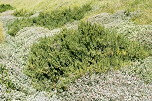 Bilder Datiert 8. Mai 2008: Küstliche Vegetation