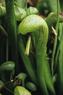 Drucke von Die Kobra-Lilie (Darlingtonia california). Diese pflanzliche Nahrungsaufnehmer produziert ein süß ruchendes Duftgas, um Insekten anzulocken Bilder Datiert 2004 November: Kobraregenblume