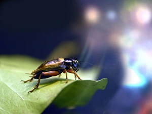 Bilder vom 7. April 2010: Käfer auf einer Blätter