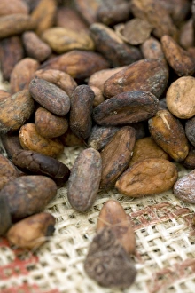 Cocoa Beans Drucke: Cocoa beans