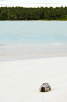 White Sand Beach Drucke: Coconut on a beach