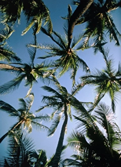 Tropical Plants Drucke: Coconut palms