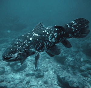 Drucke von Knochenfisch Bilder Datiert 2004 Februar: Knochenfisch