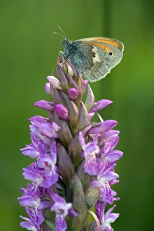 Butterfly Habitat Conservation Drucke: Coenonympha pamphilus