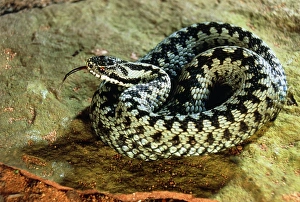 Venomous Reptiles Drucke: Coiled adder