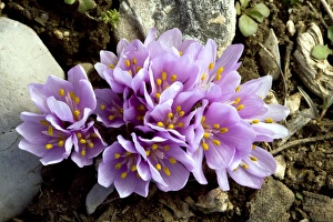 Colchicaceae Family Plants Drucke: Colchicum triphyllum