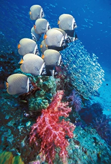 Tropical Ocean Life Drucke: Collared butterflyfish