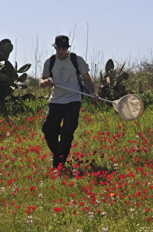 Drucke von Insekten sammeln, Insektologe nutzt Netz zur Fang von Insektensammlungen im Frühjahr auf dem Land Israels Bilder Datiert 2011 August: Insekten sammeln