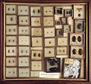 Natural History Museum UK Drucke: Collection of beetles C016 / 5553