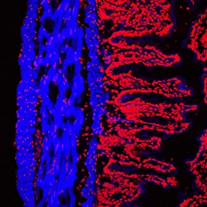Drucke von Die Schleimhaut des Kolons. Fluoreszenz mikroskopische Lichtbild der Schleimhaut eines Mäuses (Großintestin). Der Colon beginnt am Kleinen Intestin und endet an dem Anus Bilder Datiert 2006 Juni: Kolonenlinie