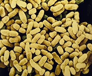 Escherichia Coli Micrograph Drucke: Colony of E. coli bacteria
