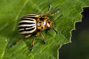 Colorado Beetle Drucke: Colorado Beetle