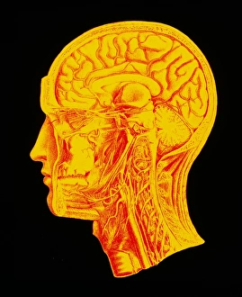 Human Brain Illustration Drucke: Coloured artwork of the human brain (side view)