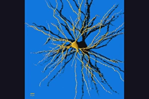 Nerve Cell Anatomy Drucke: Coloured computer image of a nerve cell