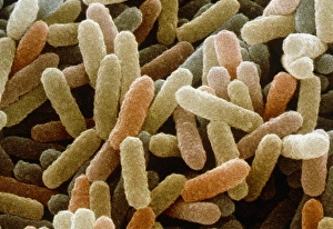 Drucke von Bacillus sp. Farbige Rasterelektronenmikroskopaufnahme von Bakterienzellen (Bacillus sp.) Bilder Datiert 2004 April: Farbener SEM-Bild von Bakterien der Gattung Bacillus