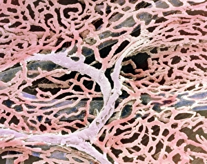 Human Body Vascular System Drucke: Coloured SEM of capillaries of the gall bladder