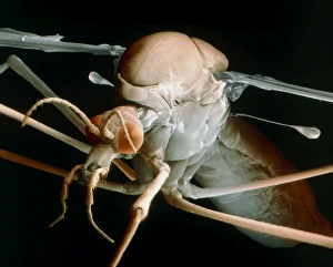 Drucke von Krabbefliege. Farbiger Scanning-Elektronenmikroskop (SEM) von einer weiblichen Krabbenfliege (Tipula maxima), oder Vaterlange Beine Bilder Datiert 2004 Juli: Farbener SEM-Bild eines Krabbenfliegs (Tipula maxima)