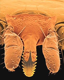 Bilder, datiert 1998: Farbener SEM Kopf einer Zeckenart (Ixodes spp.)